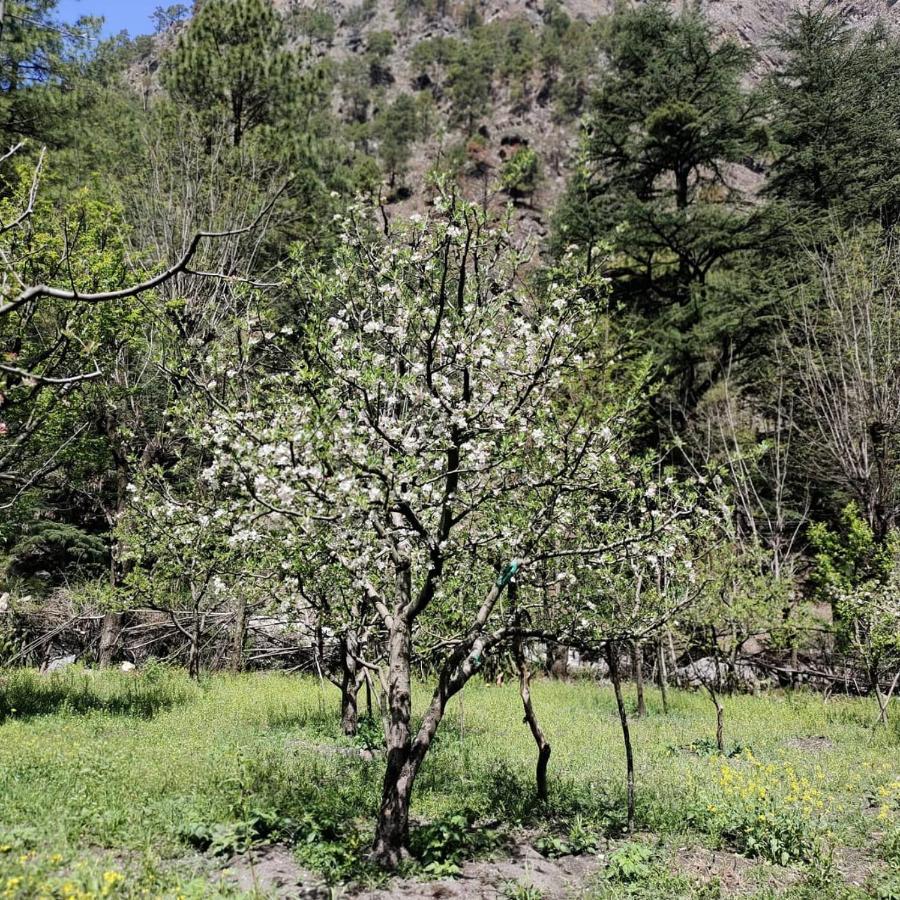 The Royal Orchard Kasol Exterior foto